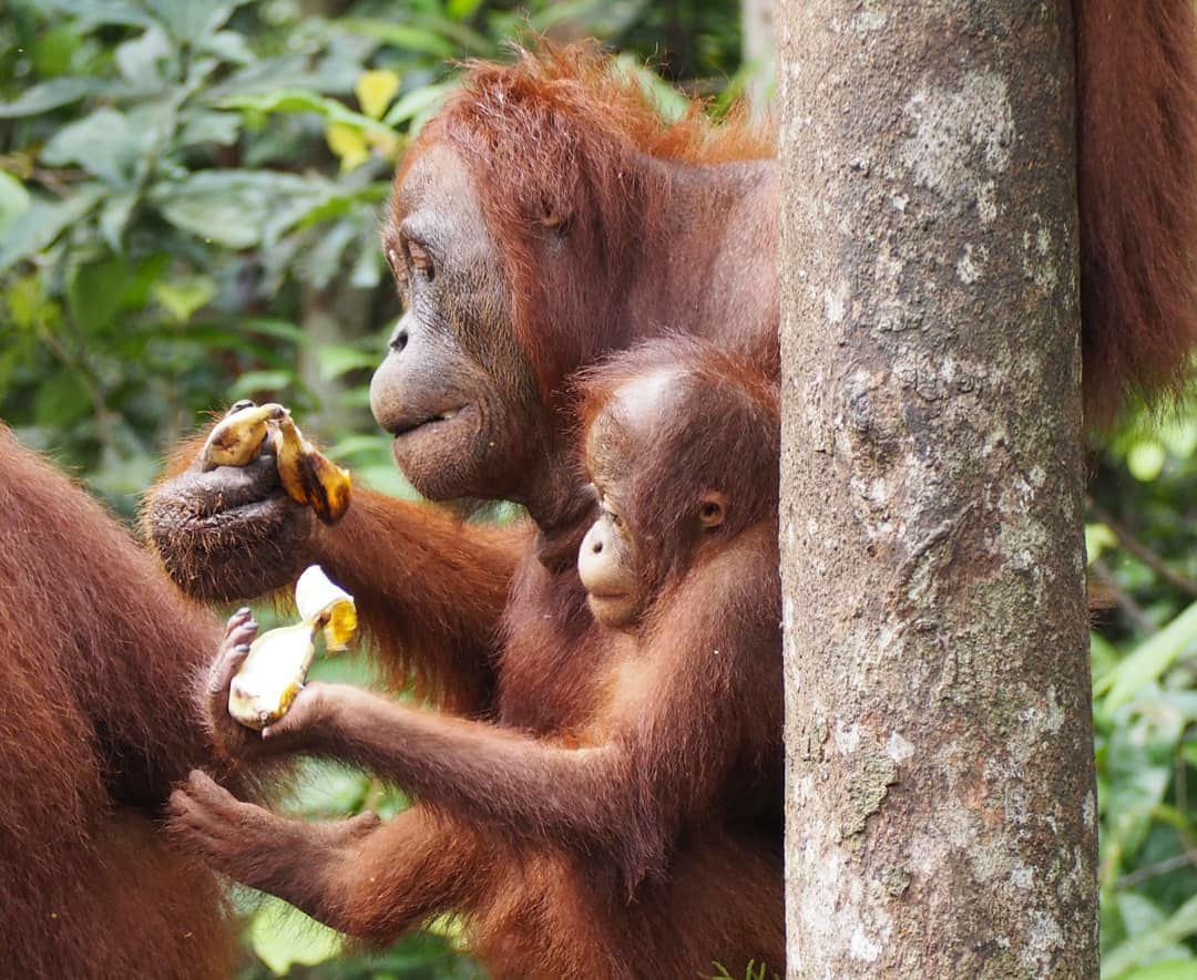 Open Trip Wisata Orangutan 3D2N